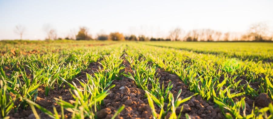 Broadband Harvesting System for Agricultural Productivity (INTAVIRTUAL)